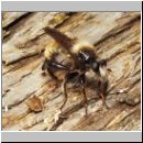 Laphria flava - Mordfliege 01.jpg
